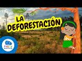 Quiz sobre la Importancia de los Árboles