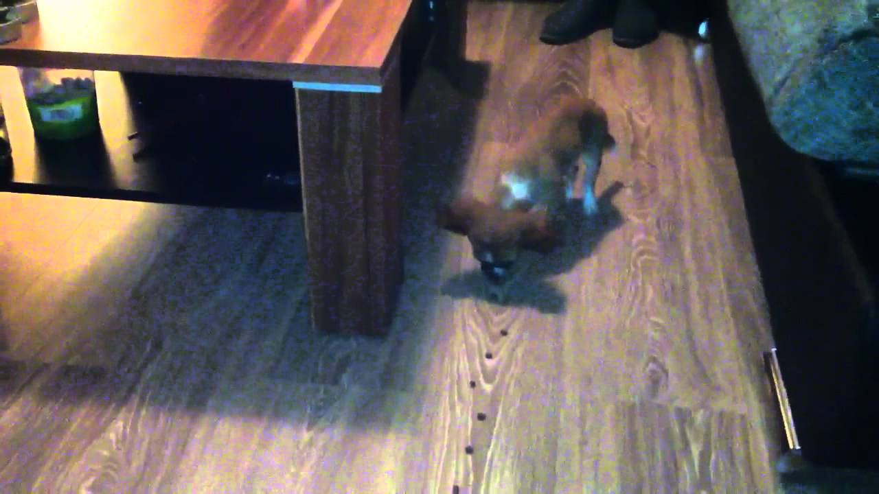 Chihuahua is very picky - YouTube