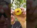 Fresh Peaches #food