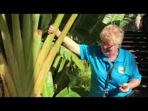 Video: Traveler plant: why is it called that?