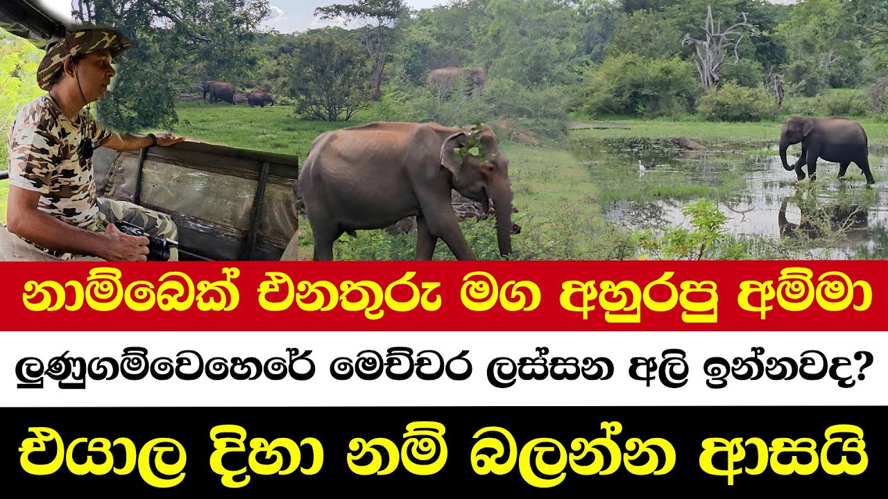 නාම්බෙක් එනතුරු මග අහුරපු අම්මා | ලුණුගම්වෙහෙරේ මෙච්චර ලස්සන අලි ඉන්නවද? | එයාල දිහා නම් බලන්න ආසයි