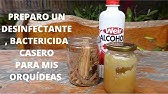 Cómo hacer un fungicida casero preventivo para las orquídeas? ||  Orquiplanet - thptnganamst.edu.vn