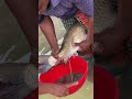 Amazing Mrigel Fish Breeding System #shorts