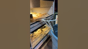 Feeding an Invasive Python to my King Cobra Rusty 🔥 #short #shorts #animal #cobra #snake #dinner