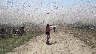 Swarms of locusts cover the sky in Russia