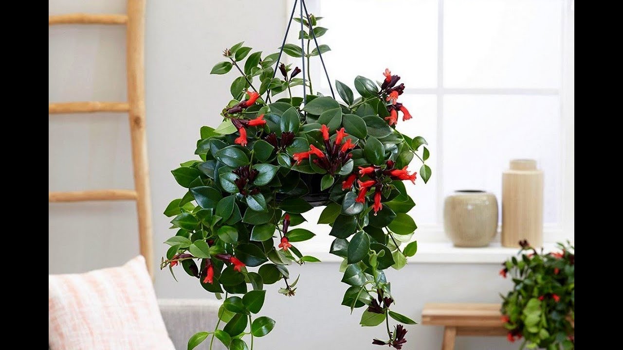 Мона Лиза. Вид эсхинантуса.