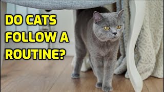 Do Cats Have A Daily Routine?