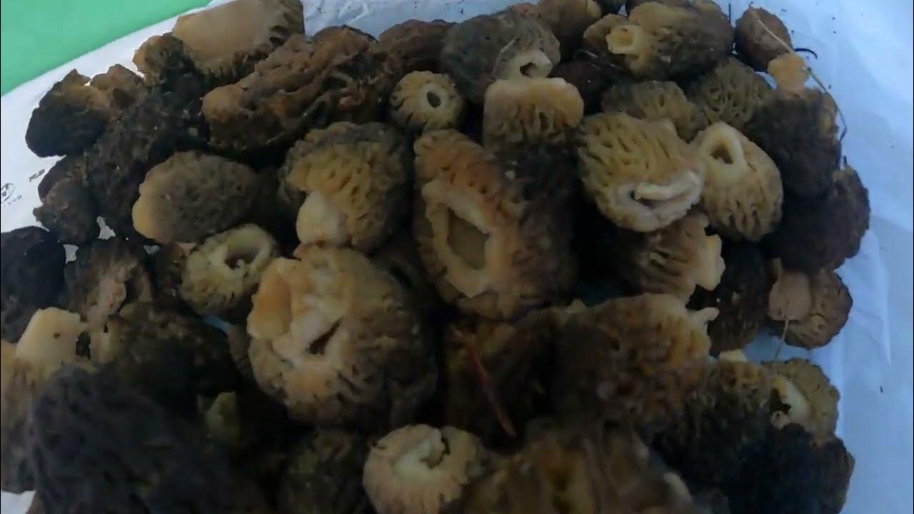 Wild Mushrooms Black Morels from the Southern Oregon Cascade Mountains