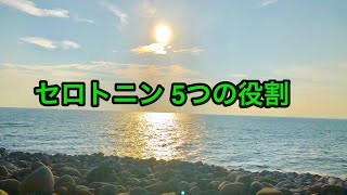 セロトニン 5つの役割