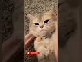 قط تتكلم في هاتف قط تتكلم في هاتف