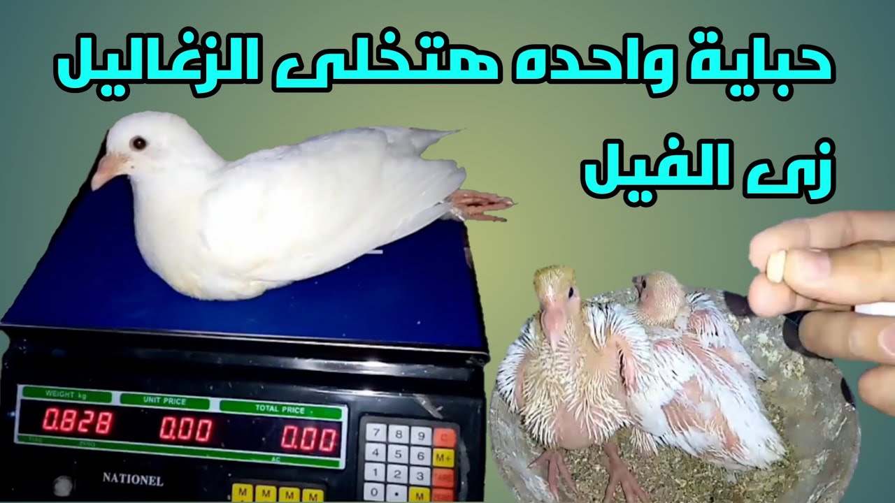 بأقل من 10 قروش هتخلى حجم الزغاليل يكبر ويفور / اتفرج وشوف🕵🐤 #سلسلة_زيادة_الأنتاج