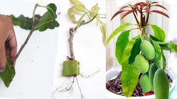 Amazing Mango:  How To Root Using Aloe Vera On Cutting To Get 100% Success {New Techniques}