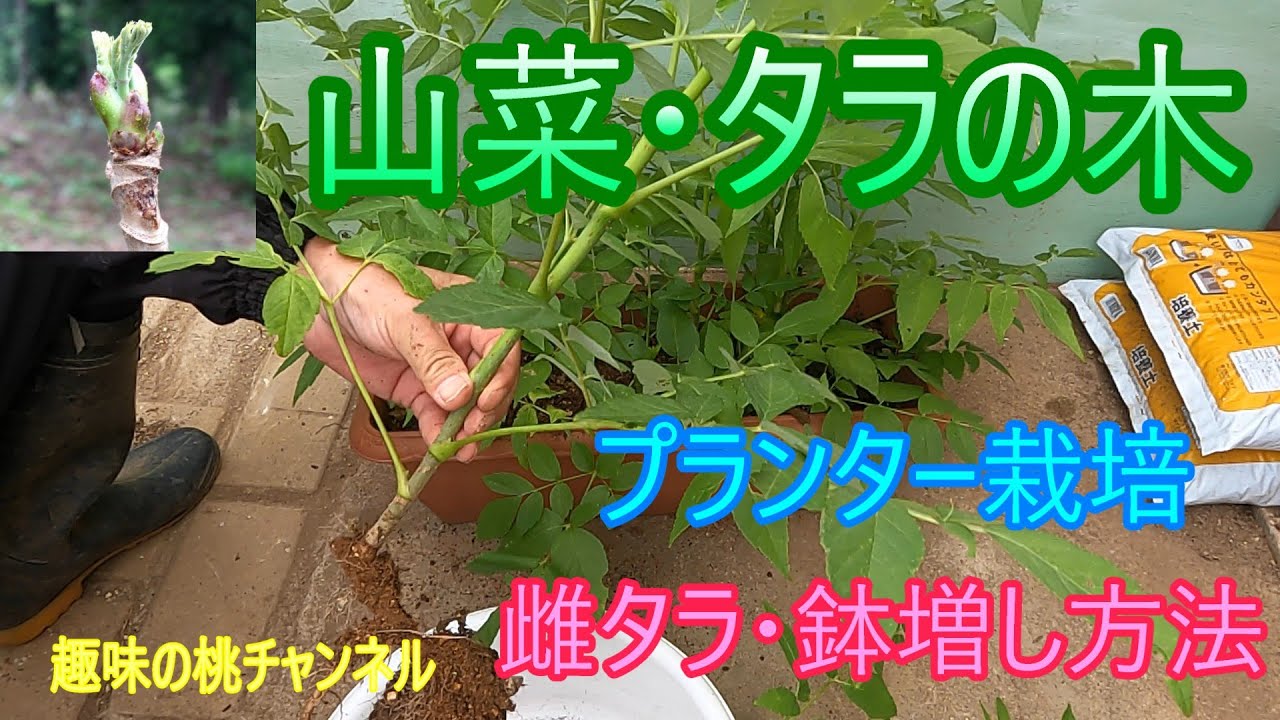 Wild Vegetables - Tara Tree] Planter Cultivation - Female Tara