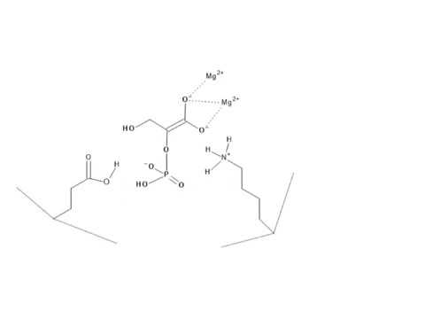 CHEM 407 - Glycolysis - 9 - Enolase