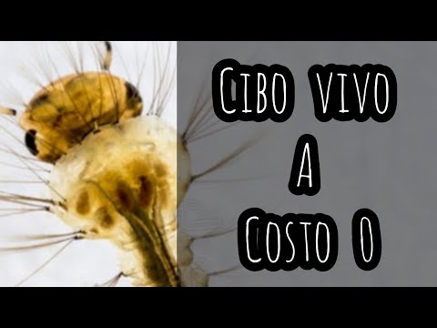 Video: I pollywog mangiano le larve di zanzara?