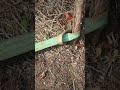 СМЕКАЛКА РАБОТАЕТ как вырвать корни винограда #automobile
