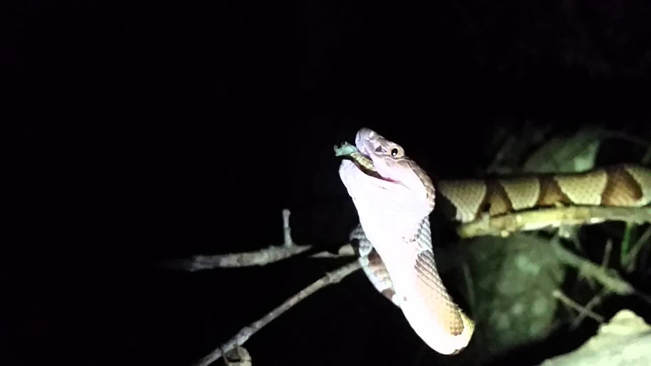 cicadas Southern Copperhead eating a freshly molted cicada