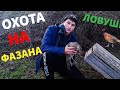 ОХОТА НА ФАЗАНА. ЛОВЛЯ НА ЛОВУШКИ!!! ЛОВЛЯ ФАЗАНОВ ДЛЯ РАЗВЕДЕНИЯ.