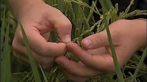 Rice Stink Bug Management 4: Injuries caused by the rice stink bug.