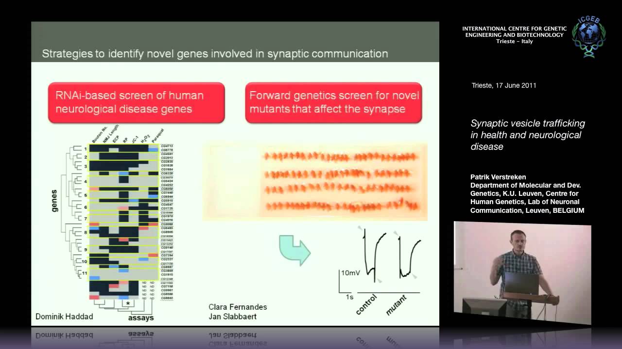 P. Verstreken - Synaptic vesicle trafficking in health and neurological disease