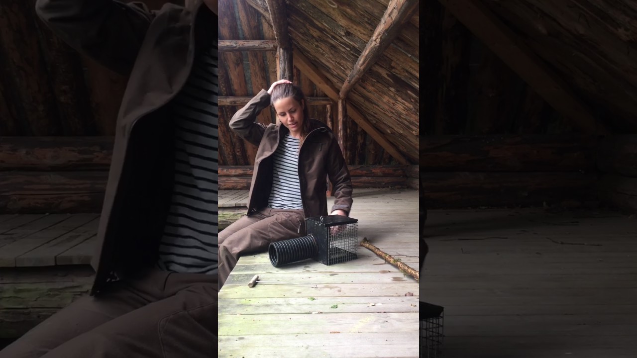 Oppspenning av Syningsfella for mink