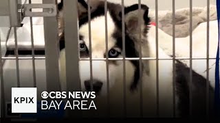 Animal shelters in the Bay Area filling up fast; solutions to help dogs' cats and other pets