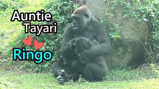 Gorilla Ringo loves auntie Tayari so much,fun playing w/each other金剛猩猩Ringo,Tayari彼此嗨玩Jabali,D’jeeco