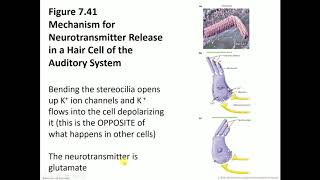 BIO 2600 Ch 7 Part 4 of 5