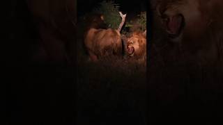 Young Imbali Males Fight With The Kruger Male!