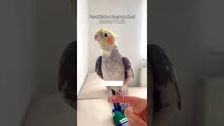 Hatıran Yeter Ferdi Tayfur Papağan