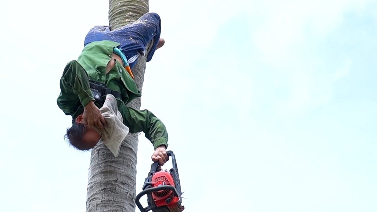 How to chainsaw man cut down a tall coconut tree - YouTube