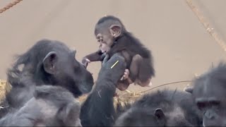 Baby chimpanzees with their Mother  Part 7