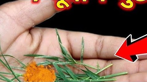 19 नवंबर बुधवार के दिन 7 दूर्वा और हल्दी वाला उपाय जरूर करें बनोगेPradeep Ji Mishra