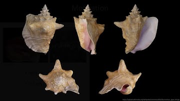 Part1 - motivation for studying the Strombus Gigas shell