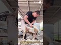 How to Shear a Sheep Like a Pro 🐑