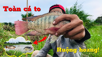 Câu cá bằng cây tre gặp ngay ổ cá rô,cá lóc đồng/cá nhiều giật mỏi tay