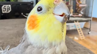 Download Lagu DJ Beak Dropped the Beat! 😎 🎶 🎧  MP3