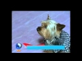El perro urbano en telefe noticias