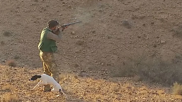 Chasse Au Maroc - Perdrix Gambra- avec chien d'arret pointer anglais. Un perdrix gambra incroyable.