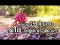 25 ദിവസം കൊണ്ട് ചീര കൃഷി ചെയ്തു വിളവെടുക്കാം