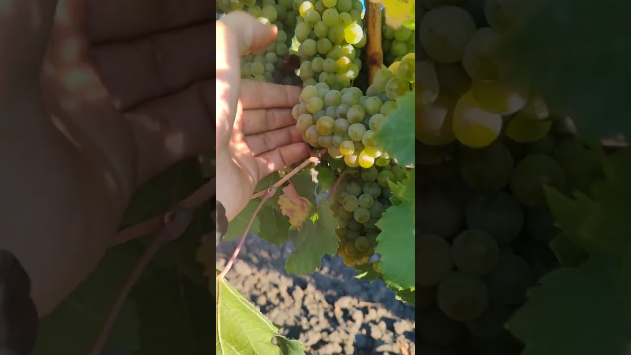 Рислинг 2025, второй белый сорт 729 кг 