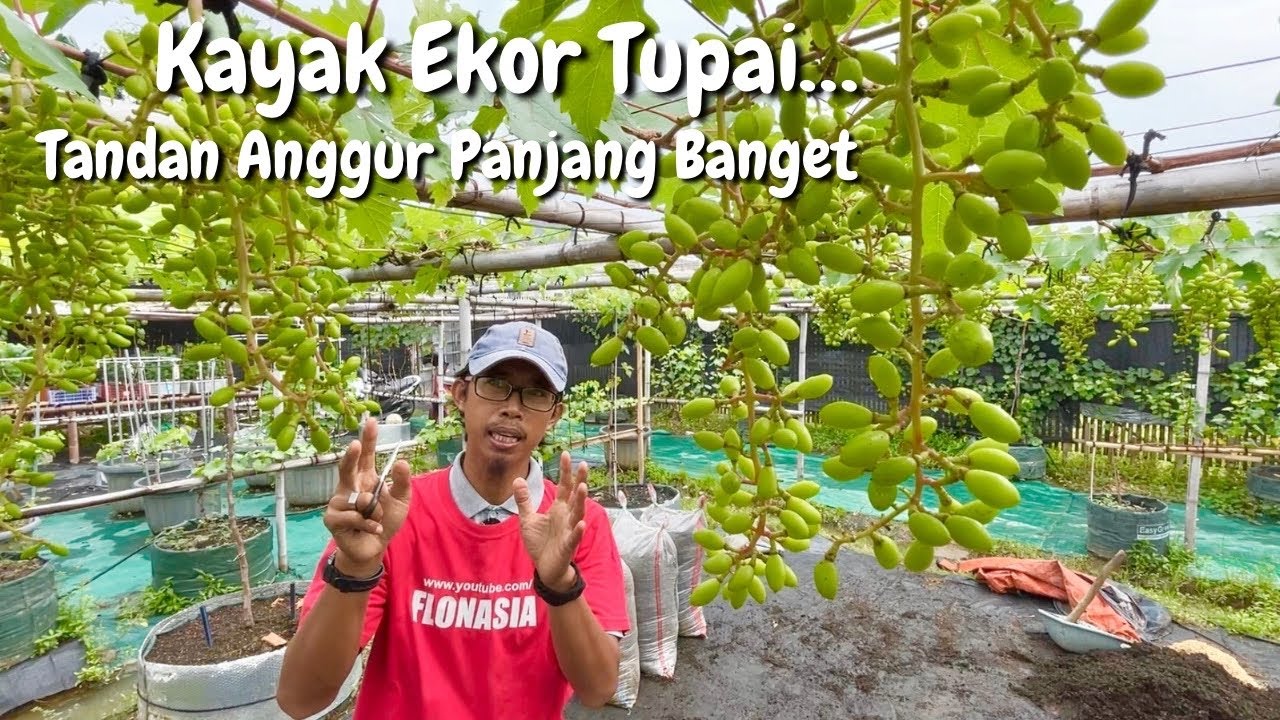 Kayak Ekor Tupai! Tandan Anggur Super Panjang, Gini Cara Rawat Biar Berbuah Lebat