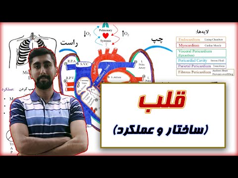 فیزیولوژی قلب ساختار و عملکرد  