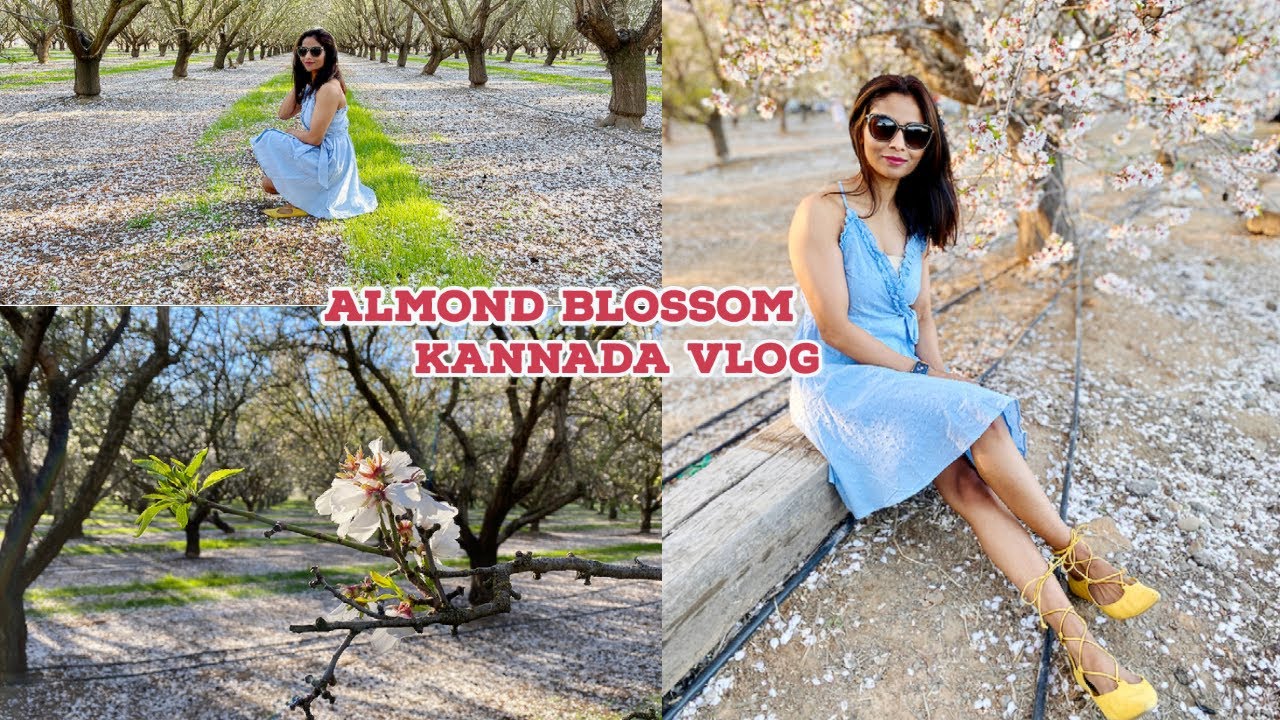 ಅಮೇರಿಕಾದಲ್ಲಿ Almond Blossom Season (ಹೆಗೀ ನೋಡಿ) First Blossom
