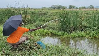 Small Single Hook fishing|Two type of fishes(Tilapia&amp;Baam)Catching by Fisherman|Traditional fishing