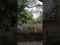 🦚🦚