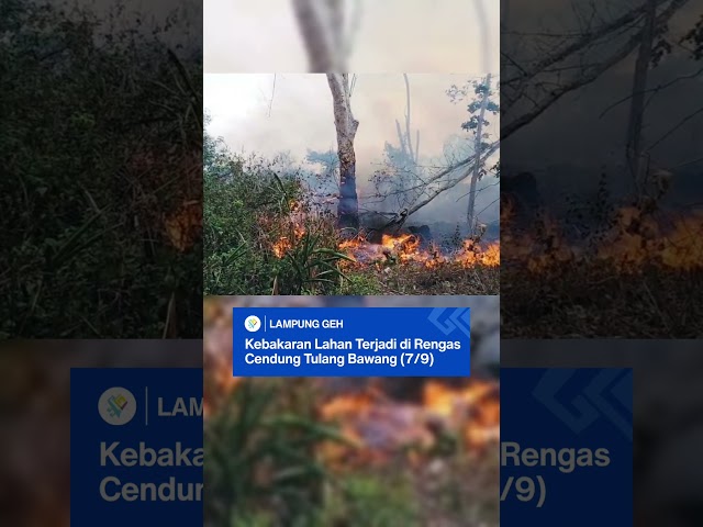 Kebakaran lahan terjadi di wilayah  Menggala, Tulang Bawang (7/9)