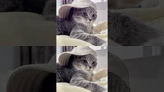 Cocked hat🧢