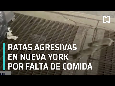 Ratas agresivas en Nueva York por falta de comida - Las Noticias