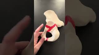Appendicular Skeleton Part 2 - Pelvic Girdle Human Skeleton Part 2 Appendicular Skeleton